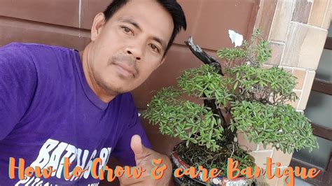 HOW TO PLANT, GROW, AND CARE FOR BANTIGUE BONSAI .